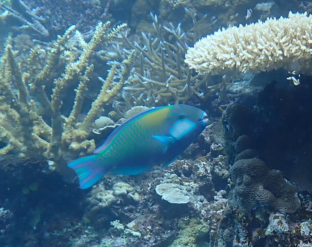 Bleeker's parrotfish