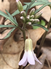 Cardamine concatenata