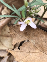 Cardamine concatenata