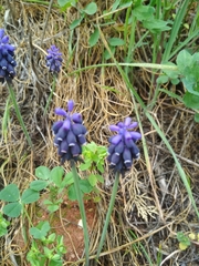 Muscari neglectum