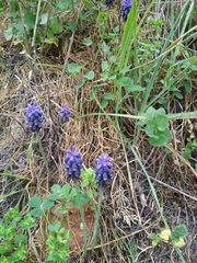 Muscari neglectum