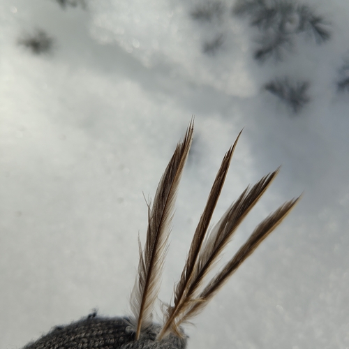 Plume de Grimpereau des bois