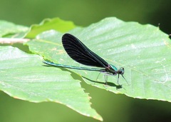 Calopteryx maculata