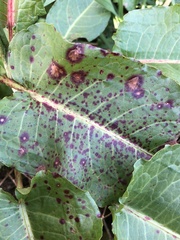 Ramularia rubella