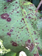 Ramularia rubella
