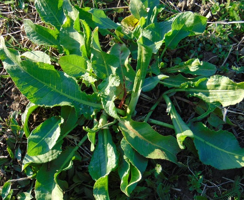 štiav (Rumex)
