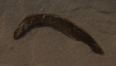 Congrogadus subducens