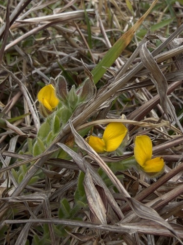 Crotalaria similis observed 2026-03-23