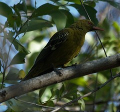 Oriolus flavocinctus