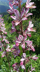 Dictamnus angustifolius