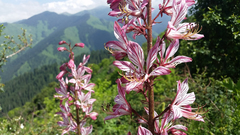 Dictamnus angustifolius