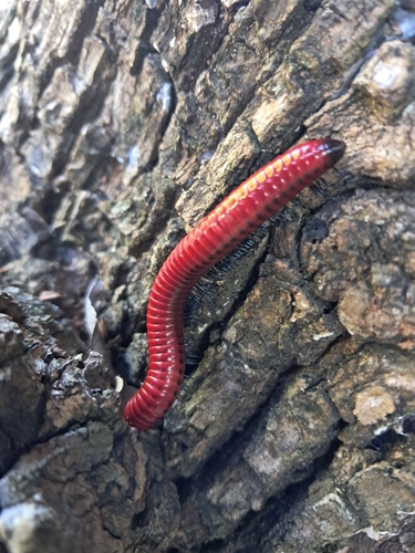 Foxy Red Millipede