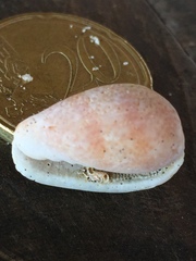 Persicula