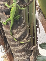 Iguana iguana