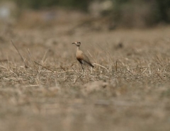 Cursorius temminckii