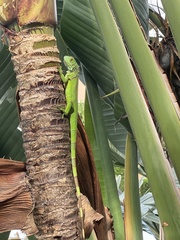 Iguana iguana
