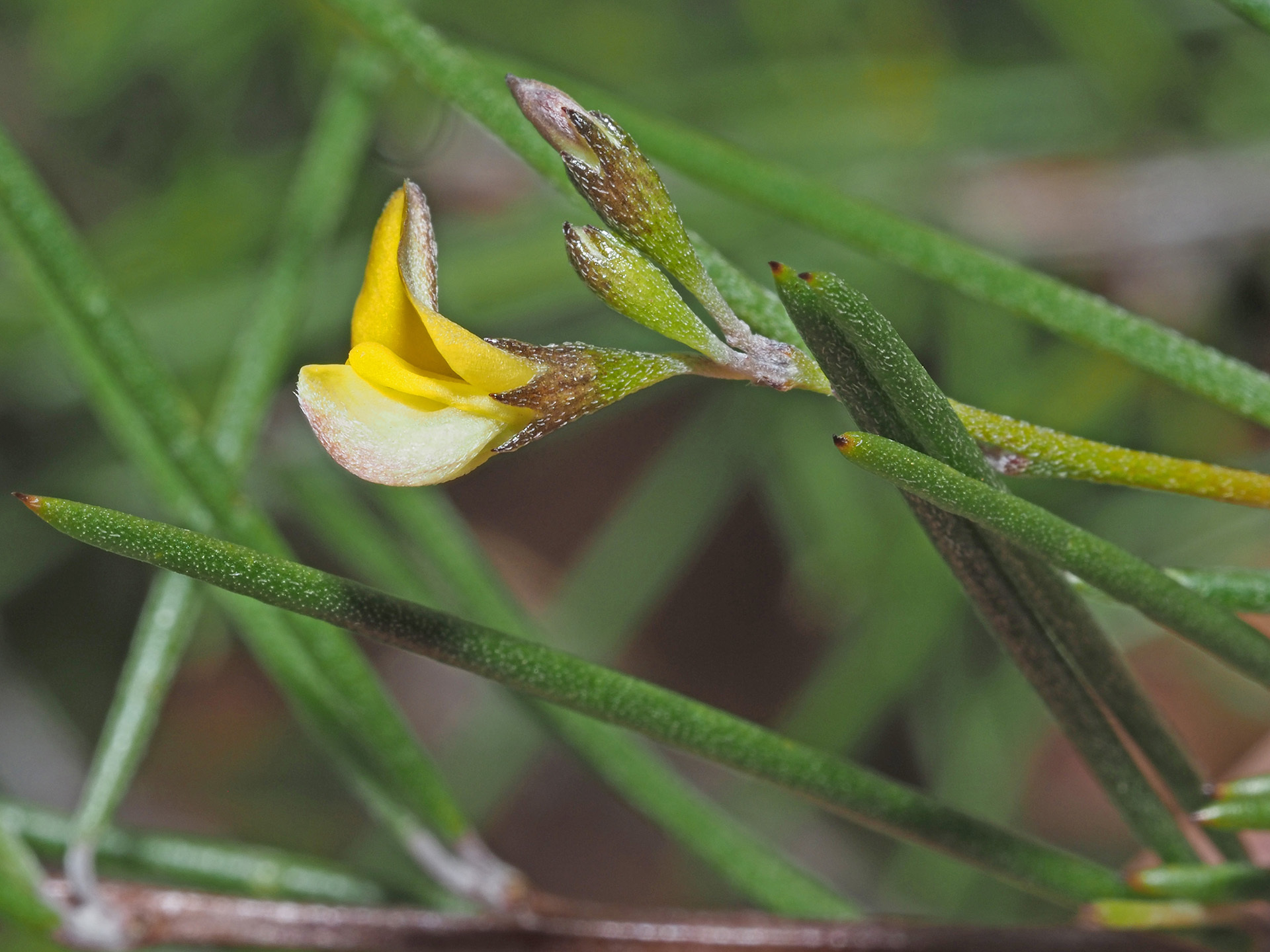 Rooibos Tea (Aspalathus linearis)  iNaturalist