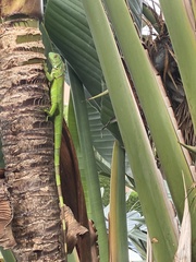 Iguana iguana