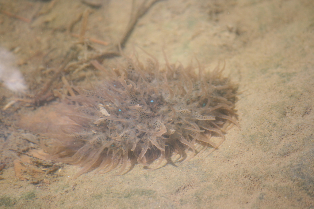 Photo of Leach's Sea Hare (Bursatella leachii)