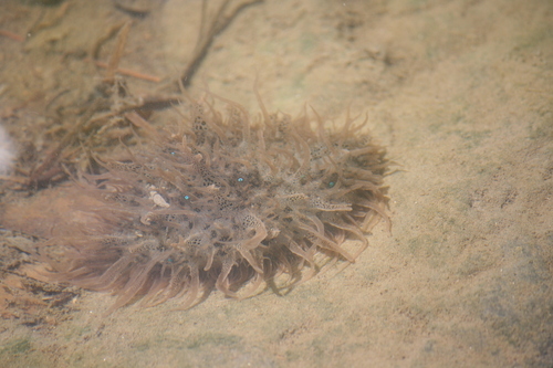 Photo of Leach's Sea Hare (Bursatella leachii)