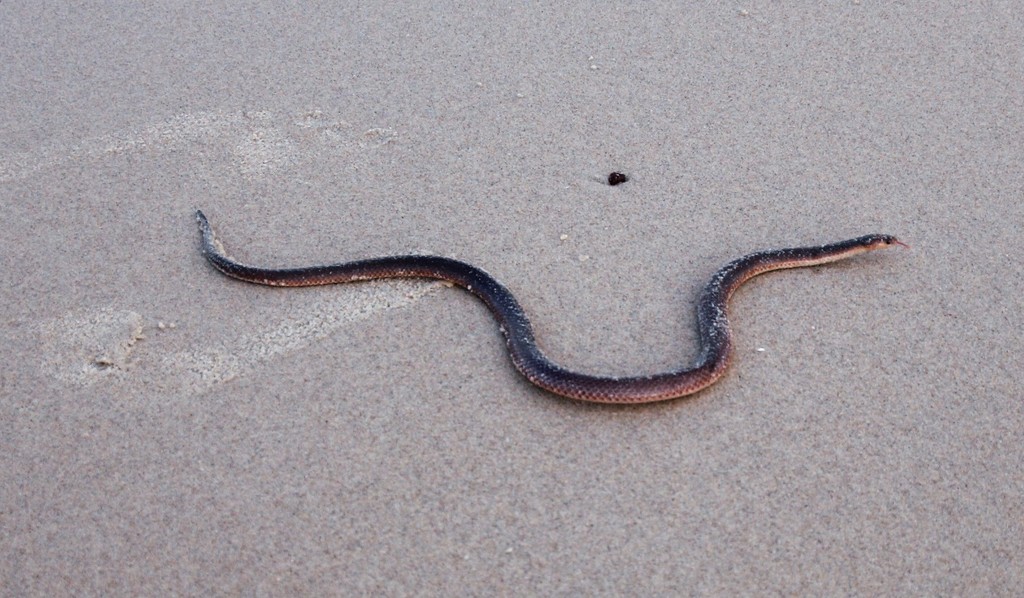 Northern Small-Eyed Snake