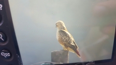 Buteo japonicus