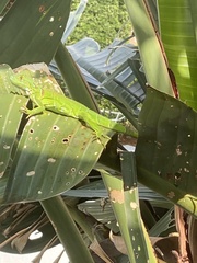 Iguana iguana