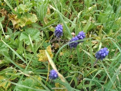 Muscari neglectum