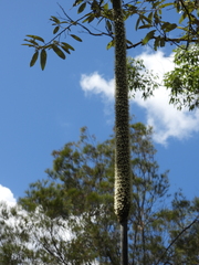 (c) Mark Clarke, some rights reserved (CC BY) Xanthorrhoea johnsonii, photograph (c) Mark Clarke, some rights reserved (CC BY)