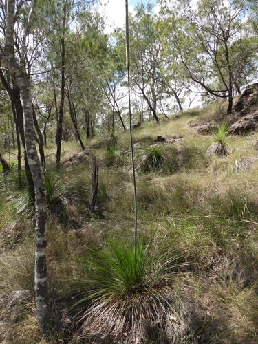 Xanthorrhoea johnsonii, photograph 3