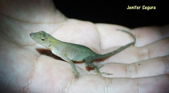 Anolis uniformis