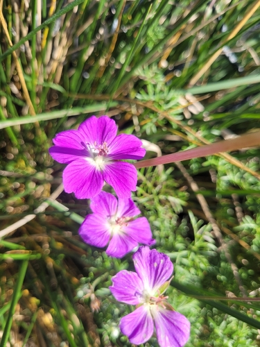 carpet crane's-bill (Geranium incanum)