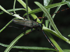 Litopus latipes