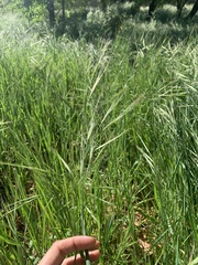 Bromus sterilis