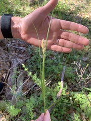Carex planostachys