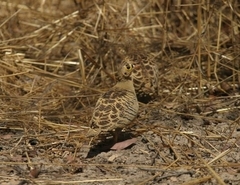 Pterocles quadricinctus