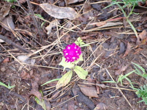 Gomphrena globosa observed 2026-03-22