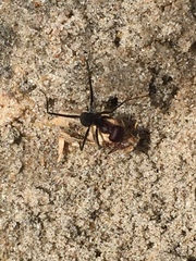 Cataglyphis savignyi