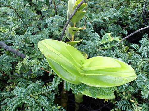 Dendrobium observed 2026-03-22