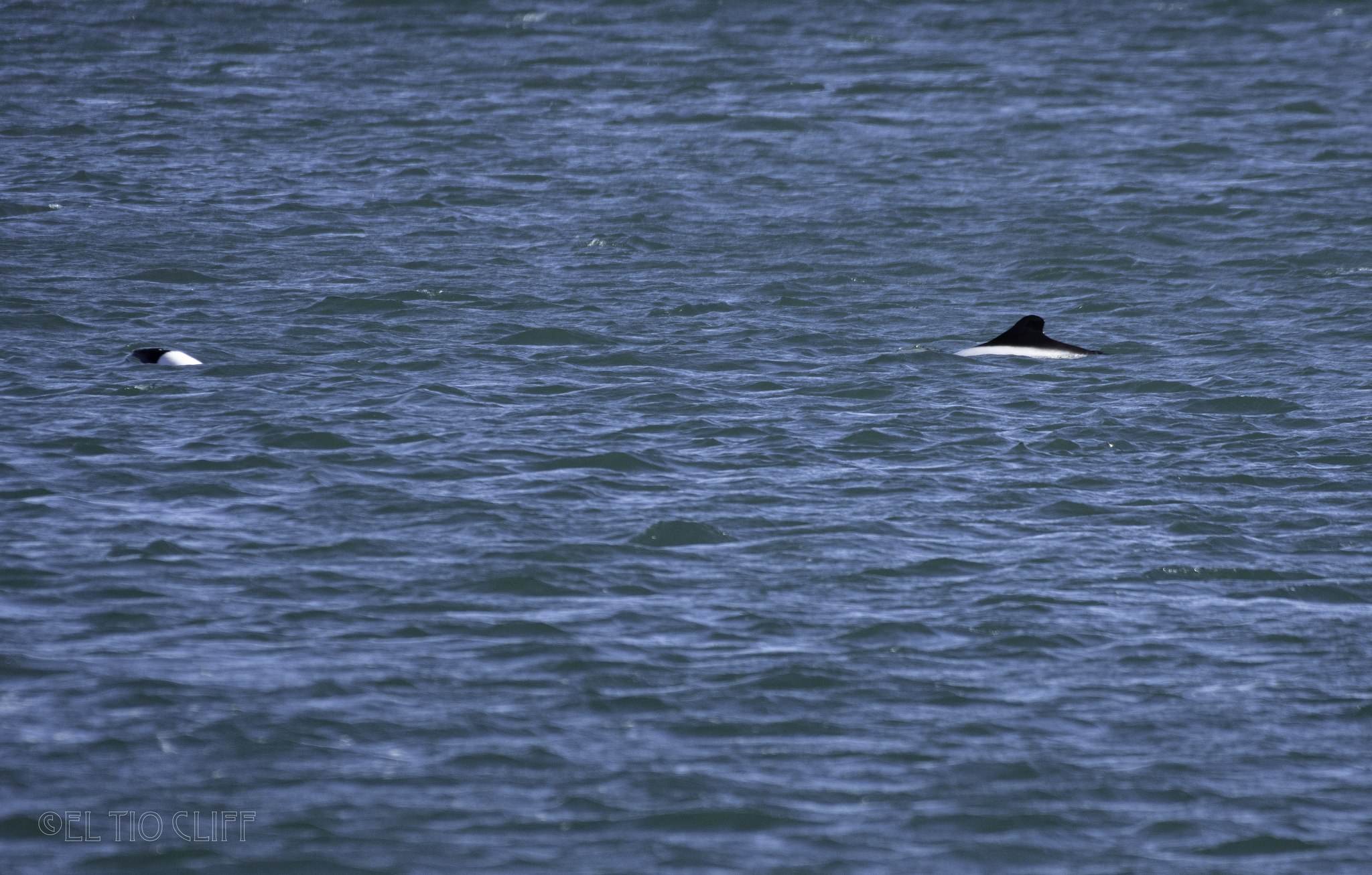 Cephalorhynchus commersonii