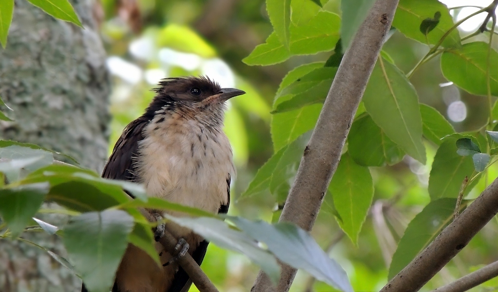 Levaillant's Cuckoo (Clamator levaillantii), photo 5