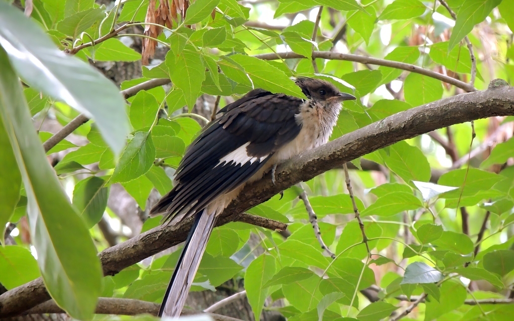 Levaillant's Cuckoo (Clamator levaillantii), photo 4