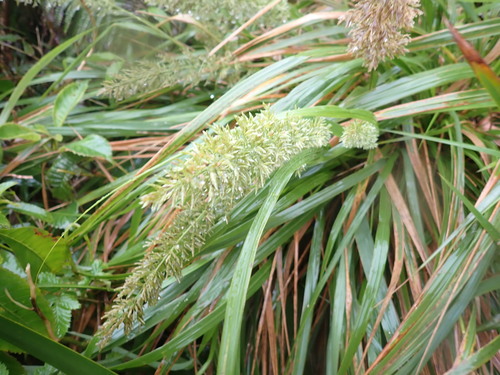 Eragrostis variabilis observed 2026-03-22