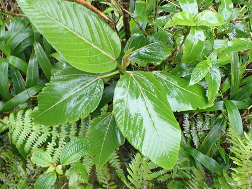 Touchardia latifolia observed 2026-03-22