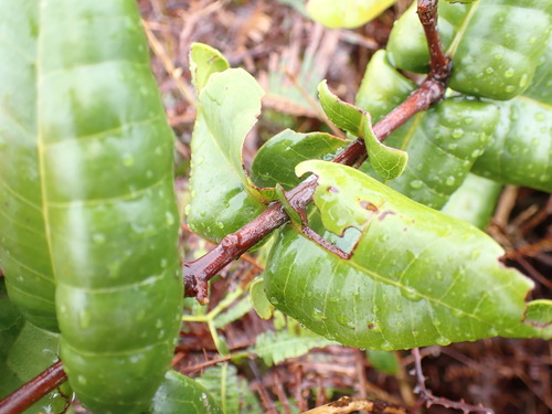 Melicope rotundifolia observed 2026-03-22