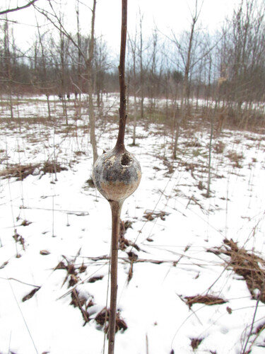 Unknown species found near Erie, Pennsylvania, United States