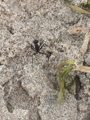 Cataglyphis savignyi