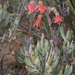 Cotyledon orbiculata orbiculata - Photo (c) Felix Riegel, algunos derechos reservados (CC BY-NC), uploaded by Felix Riegel