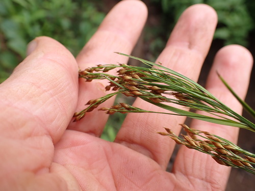 Rhynchospora caduca observed 2026-03-22