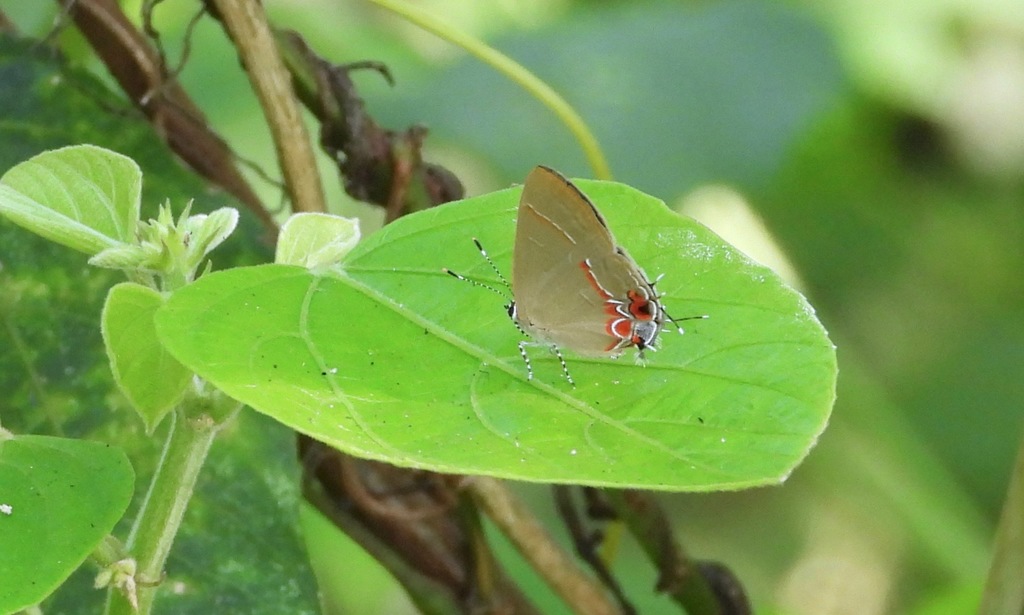 Calycopis drusilla